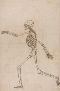 Menschliches Skelett, Seitenansicht von George Stubbs
