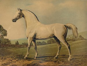 Mambrino. Gezüchtet von Lord Grosvenor, ca. 1770er, ca. 1879
