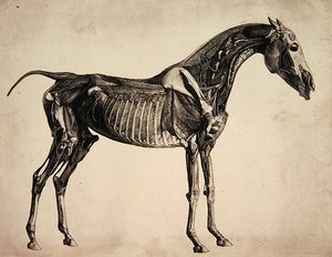 Tafel aus "Die Anatomie des Pferdes", ca. 1766