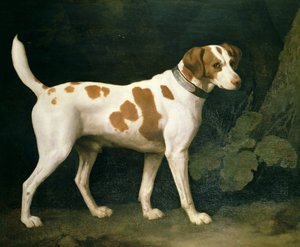 Porträt eines Hundes von William Pitt