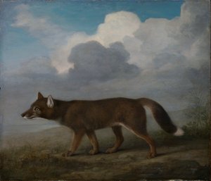 Porträt eines großen Hundes (Dingo) von George Stubbs