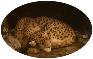Schlafender Leopard