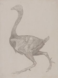 Studie eines Huhns, Seitenansicht, aus Ein Vergleichender Anatomischer Exposition der Struktur des menschlichen Körpers mit der eines Tigers und eines gewöhnlichen Huhns, 1795-1806