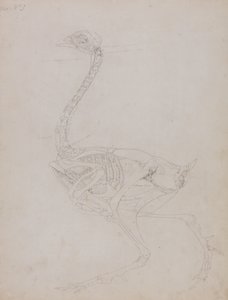 Studie eines Huhns, Seitenansicht, aus Ein Vergleichender Anatomischer Exposition der Struktur des menschlichen Körpers mit der eines Tigers und eines gewöhnlichen Huhns, 1795-1806