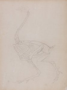 Studie eines Huhns, Seitenansicht, aus Ein Vergleichender Anatomischer Exposition der Struktur des menschlichen Körpers mit der eines Tigers und eines gewöhnlichen Huhns, 1795-1806