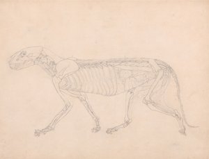 Studie eines Tigers, Seitenansicht, Bauchorgane freigelegt, aus Einem Vergleichenden Anatomischen Exposé der Struktur des menschlichen Körpers mit dem eines Tigers und eines gewöhnlichen Huhns, ca. 1795-1806 von George Stubbs