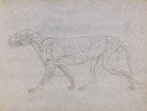 Studie eines Tigers, Seitenansicht, aus Einem Vergleichenden Anatomischen Exposé der Struktur des menschlichen Körpers mit dem eines Tigers und eines gewöhnlichen Huhns, ca. 1795-1806 von George Stubbs
