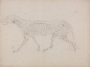 Studie eines Tigers, Seitenansicht, aus Einem Vergleichenden Anatomischen Exposé der Struktur des menschlichen Körpers mit dem eines Tigers und eines gewöhnlichen Huhns, ca. 1795-1806 von George Stubbs