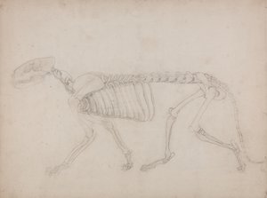Studie eines Tigers, Seitenansicht, aus Einem Vergleichenden Anatomischen Exposé der Struktur des menschlichen Körpers mit dem eines Tigers und eines gewöhnlichen Huhns, 1795-1806 von George Stubbs