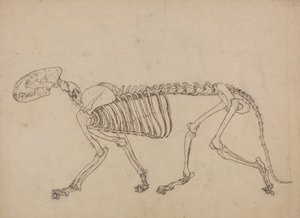 Studie eines Tigers, Seitenansicht, aus Einem Vergleichenden Anatomischen Exposé der Struktur des menschlichen Körpers mit dem eines Tigers und eines gewöhnlichen Huhns, 1795-1806 von George Stubbs
