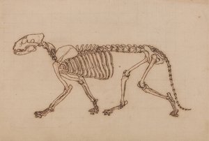 Studie eines Tigers, Seitenansicht, aus Einem Vergleichenden Anatomischen Exposé der Struktur des menschlichen Körpers mit dem eines Tigers und eines gewöhnlichen Huhns, 1795-1806 von George Stubbs