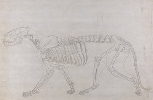Studie eines Tigers, Seitenansicht, aus Einem Vergleichenden Anatomischen Exposé der Struktur des menschlichen Körpers mit dem eines Tigers und eines gewöhnlichen Huhns, 1795-1806 von George Stubbs