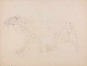 Studie eines Tigers, Seitenansicht, aus Einem Vergleichenden Anatomischen Exposé der Struktur des menschlichen Körpers mit dem eines Tigers und eines gewöhnlichen Huhns, 1795-1806 von George Stubbs