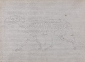 Studie eines Tigers, Seitenansicht, aus Einem Vergleichenden Anatomischen Exposé der Struktur des menschlichen Körpers mit dem eines Tigers und eines gewöhnlichen Huhns, 1795-1806 von George Stubbs