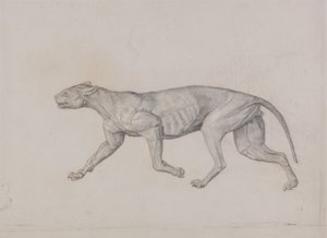 Studie eines Tigers, Seitenansicht, aus Einem Vergleichenden Anatomischen Exposé der Struktur des menschlichen Körpers mit dem eines Tigers und eines gewöhnlichen Huhns, 1795-1806 von George Stubbs