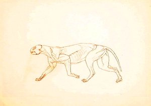 Studie eines Tigers, Seitenansicht, aus A Comparative Anatomical Exposition of the Structure of the Human Body with that of a Tiger and a Common Fowl, 1795-1806 von George Stubbs