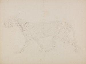 Studie eines Tigers, Seitenansicht, aus 
