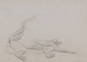 Studie eines Tigers, liegend, ventral betrachtet, aus A Comparative Anatomical Exposition of the Structure of the Human Body with that of a Tiger and a Common Fowl, 1795-1806