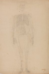 Studie der menschlichen Figur, Vorderansicht, aus Ein vergleichendes anatomisches Exposé der Struktur des menschlichen Körpers mit dem eines Tigers und eines gewöhnlichen Huhns