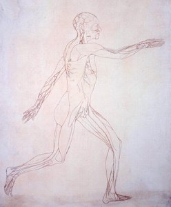 Studie der menschlichen Figur, Seitenansicht, aus Ein vergleichendes anatomisches Exposé der Struktur des menschlichen Körpers mit dem eines Tigers und eines gewöhnlichen Huhns von George Stubbs