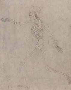 Studie der menschlichen Figur, Seitenansicht, aus Einem Vergleichenden Anatomischen Exposé der Struktur des menschlichen Körpers mit dem eines Tigers und eines gewöhnlichen Huhns, 1795-1806