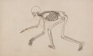 Studie der menschlichen Figur, Seitenansicht, aus Einem Vergleichenden Anatomischen Exposé der Struktur des menschlichen Körpers mit dem eines Tigers und eines gewöhnlichen Huhns, 1795-1806 von George Stubbs