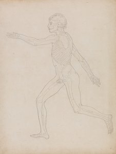 Studie der menschlichen Figur, Seitenansicht, aus A Comparative Anatomical Exposition of the Structure of the Human Body with that of a Tiger and a Common Fowl, 1795-1806