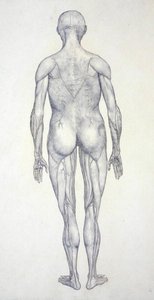 Studie der menschlichen Figur, Rückansicht, aus Ein vergleichendes anatomisches Exposé der Struktur des menschlichen Körpers mit dem eines Tigers und eines gewöhnlichen Huhns von George Stubbs
