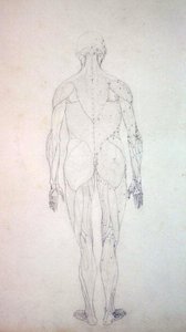 Studie der menschlichen Figur, Rückansicht, aus Ein vergleichendes anatomisches Exposé der Struktur des menschlichen Körpers mit dem eines Tigers und eines gewöhnlichen Huhns