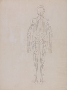 Studie der menschlichen Figur, Rückansicht, aus Ein vergleichendes anatomisches Exposé der Struktur des menschlichen Körpers mit dem eines Tigers und eines gewöhnlichen Huhns
