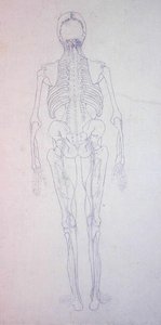 Studie der menschlichen Figur, Rückansicht, aus Ein vergleichendes anatomisches Exposé der Struktur des menschlichen Körpers mit dem eines Tigers und eines gewöhnlichen Huhns