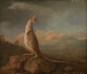 Der Kongouro aus New Holland (Känguru)