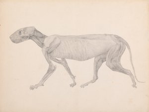 Tigerkörper, Seitenansicht (Fertige Zeichnung für unveröffentlichte Tabelle; zeigt die dritte Stufe der Dissektion) von George Stubbs