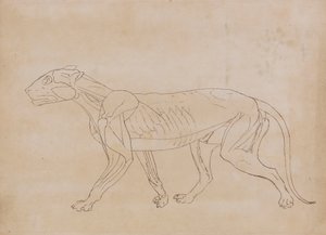 Tigerkörper, Seitenansicht (Umrisszeichnung für eine Schlüsselfigur) von George Stubbs