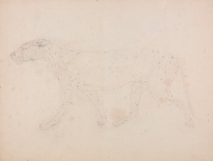 Tigerkörper, Seitenansicht (Studie der Muskeln für die Schlüsselfigur zu Tafel IX) von George Stubbs