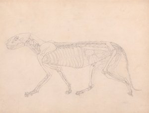 Tigerkörper, Seitenansicht von George Stubbs