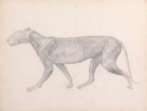 Tiger, Seitenansicht, mit entfernten Bindegeweben über den Muskeln (Fertige Studie für Tafel XIV) von George Stubbs