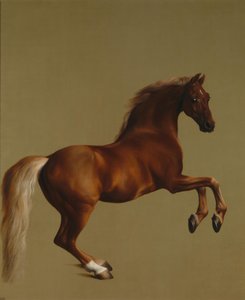 Whistlejacket von George Stubbs