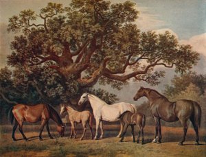 Zuchtstuten und Fohlen