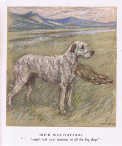 Irische Wolfshunde von George Vernon Stokes