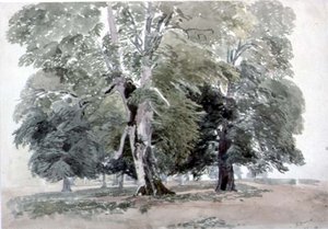 Studie von Bäumen