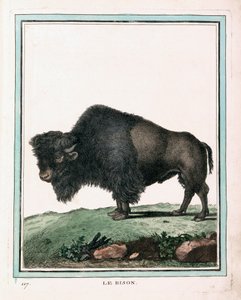 Antiker Druck des amerikanischen Büffels