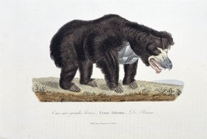 Naturgeschichtstafel: Zoologische Tafel, die den Lippenbären darstellt, Ursus labiatus, De Blainville - in „Complete Works of Buffon“ von Naturforscher Georges Louis Leclerc, Graf von Buffon (1707-1788). Gravur von 1837 von Georges Louis Leclerc