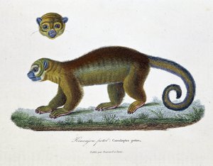 Naturgeschichtstafel: Zoologische Tafel, die den Kinkajou Potot, Cercoleptes potos darstellt - in „Gesammelte Werke von Buffon“ von Naturforscher Georges Louis Leclerc, Graf von Buffon (1707 - 1788). Gravur von 1837. von Georges Louis Leclerc