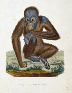 Naturgeschichtstafel: Zoologische Tafel, die den Orang-Utan (Orang-Utan, Orang-Outang, Orang-Utang), Pithecus satyrus darstellt - in „Complete Works of Buffon“ von Naturforscher Georges Louis Leclerc, Graf von Buffon (1707-1788). Gravur von 1837 von Georges Louis Leclerc