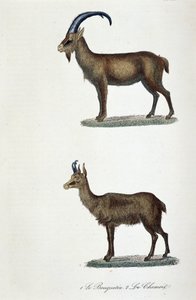 Naturgeschichtstafel: Zoologische Tafel, die 1. den Steinbock und 2. die Gämse darstellt - in „Gesammelte Werke von Buffon“ von Naturforscher Georges Louis Leclerc, Graf von Buffon (1707 - 1788). Gravur von 1837.