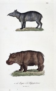 Naturgeschichtstafel: Zoologische Tafel, die 1. den Tapir und 2. das Flusspferd darstellt - in „Gesammelte Werke von Buffon“ von Naturforscher Georges Louis Leclerc, Graf von Buffon (1707 - 1788). Gravur von 1837. von Georges Louis Leclerc