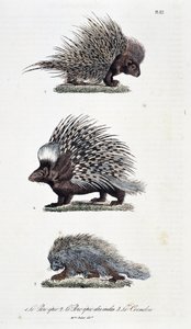 Naturgeschichtliche Tafel: Zoologische Darstellung 1. Das epische Schwein, 2. Das epische Schwein von Indien und 3. Le Coendou - in „Komplettwerke von Buffon“ von Naturforscher Georges Louis Leclerc, Graf von Buffon (1707 - 1788). Gravur von 1837