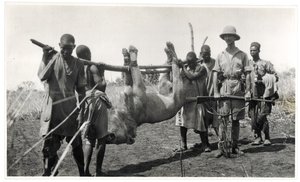 Löwe am Bahr el Ghazal, Am Dafok, 1925 von Georges Marie Haardt