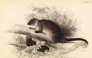 Gewöhnlicher Ringbeutler, Pseudocheirus peregrinus